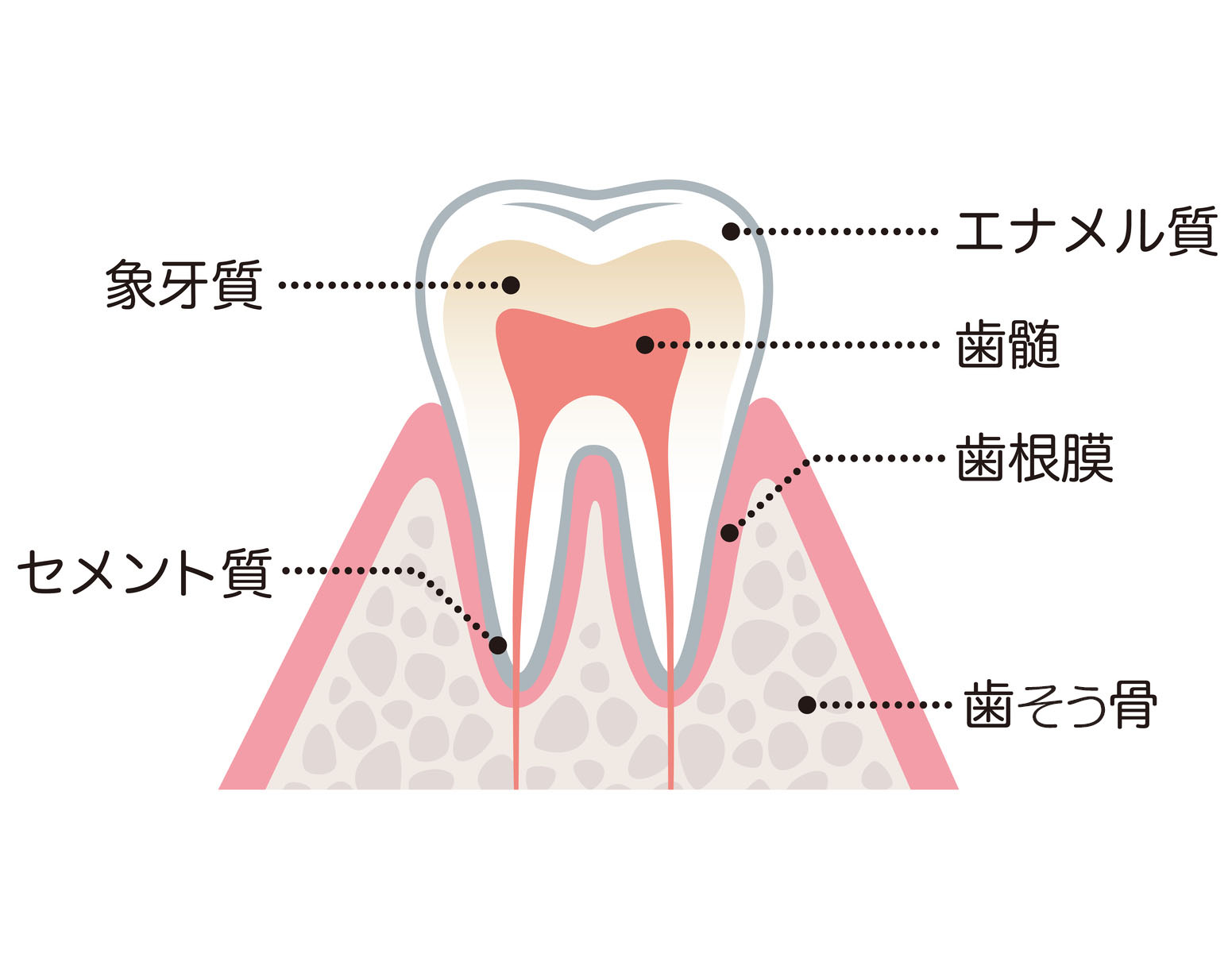 川上歯科あべの診療所 治療後に現れる違い
